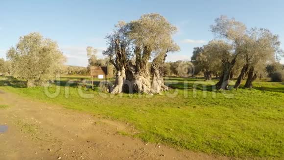 橄榄树的女王几个世纪前的树由理查德莱昂心王种植冬天的风景在古老的花园里在保护之下视频的预览图