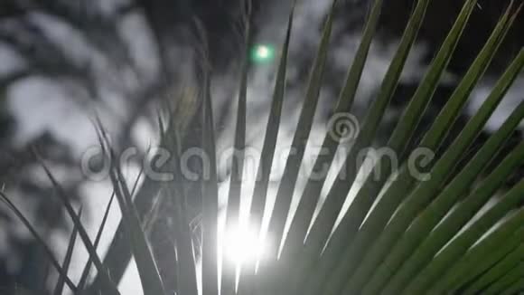 慢动作阳光下的棕榈树视频的预览图