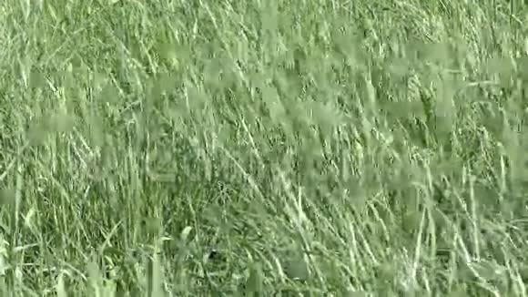 绿草在风中移动视频的预览图
