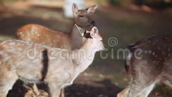 晴天保留区小鹿的肖像保留领地纯天然神奇的野生动物罕见视频的预览图