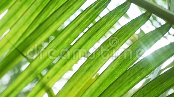 太阳阳光穿过棕榈树的叶子改变焦点和镜头耀斑效应慢动作视频的预览图