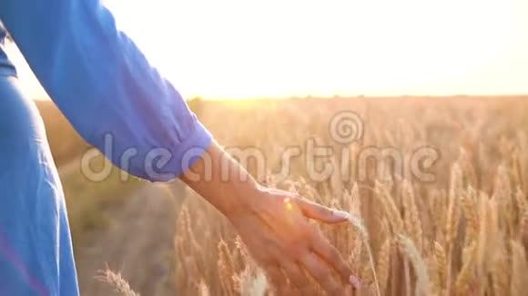 雌性的手在夕阳下触摸田野上的小麦慢动作视频的预览图