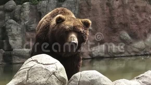 棕熊在水里棕熊乌苏阿克托斯贝林亚纳斯的肖像视频的预览图