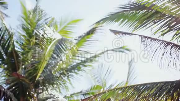 太阳阳光穿过棕榈树的叶子镜头耀斑效应1920x1080视频的预览图