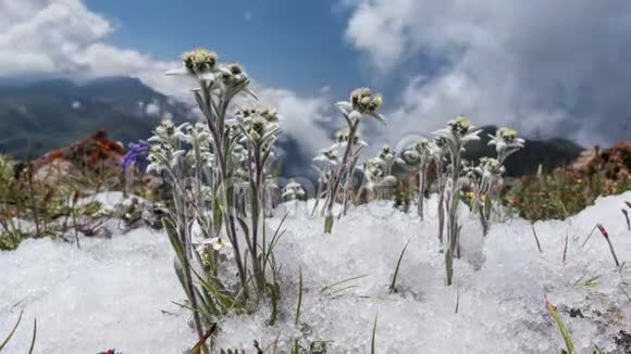 雪绒花山花云时间流逝4k视频的预览图