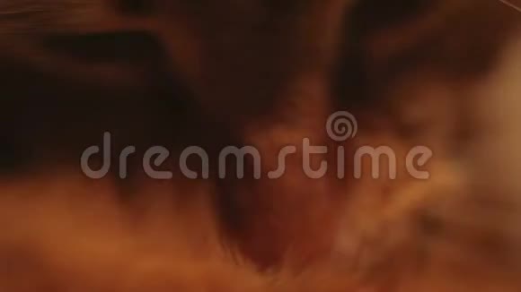 姜猫洗自己视频的预览图