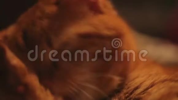 姜猫洗自己视频的预览图