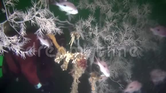 新西兰海域海底彩色珊瑚的鱼群视频的预览图