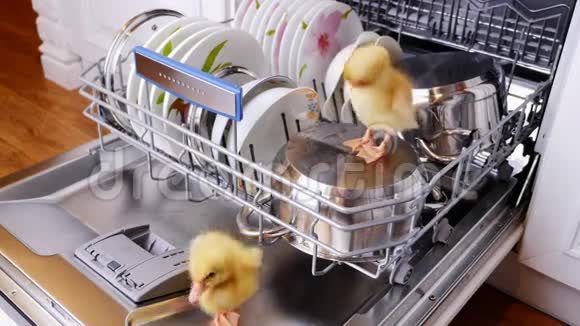 特写两只小黄鸭坐着走在洗碗机里坐在盘子里一个平底锅在篮子里在里面视频的预览图