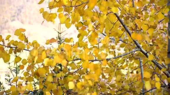 秋叶在秋林中的一棵树上摆动堕落美丽的黄秋树视频的预览图