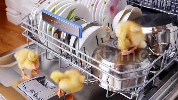 特写两只小黄鸭坐着走在洗碗机里坐在盘子里一个平底锅在篮子里在里面视频的预览图