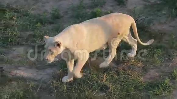 美丽的白狮子视频的预览图