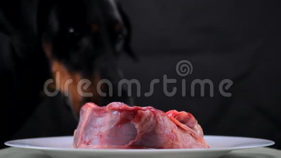 节日狗舔生肉牛肉视频的预览图