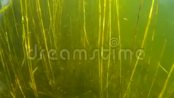 水下小型鱼类和植物视频的预览图
