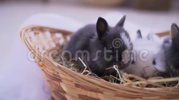 小兔坐进篮子里复活节庆典视频的预览图