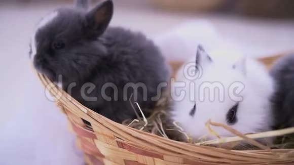 小兔坐进篮子里复活节庆典视频的预览图