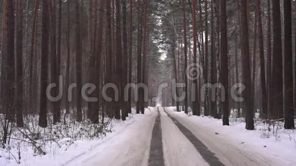 路中的冬松林视频的预览图