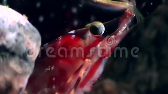 红虾的眼睛紧闭着在白海海底寻找食物视频的预览图
