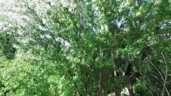 空中视频俯视图杨树大的高绿色树都覆盖着绒毛视频的预览图