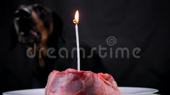 为庆祝生日狗在一块喜庆的肉中吹灭蜡烛视频的预览图