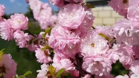 春季盛开的开花梅或开花杏仁的粉红色花簇的特写视频的预览图