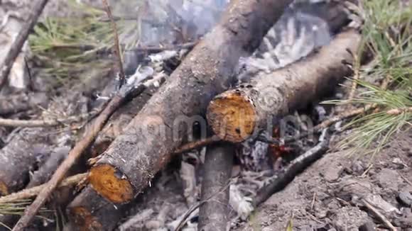 松树林中的木桩明亮的火在地上燃烧火的舌头越来越难折断视频的预览图