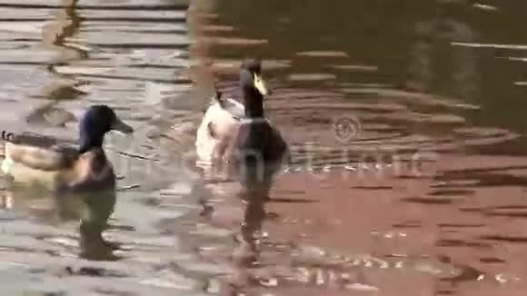 银湖倒影上的鸭子视频的预览图