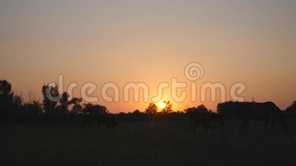 一群马在美丽的夕阳下在田野上放牧家畜在日出时放牧美丽的景色视频的预览图