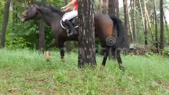 与女骑师在林中绿草中漫步的马视频的预览图