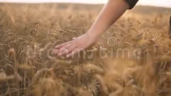 男人走路和触摸小麦视频的预览图