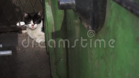 无家可归的流浪猫躺在肮脏的垃圾容器后面特写视频的预览图