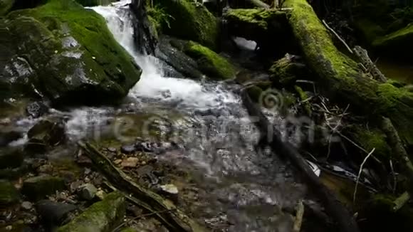 森林山涧流过岩石视频的预览图