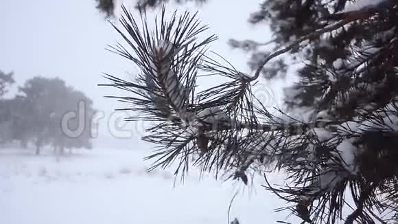 松枝上撒着圆锥形的雪在风中摆动森林里有雪松林里有雪雨视频的预览图