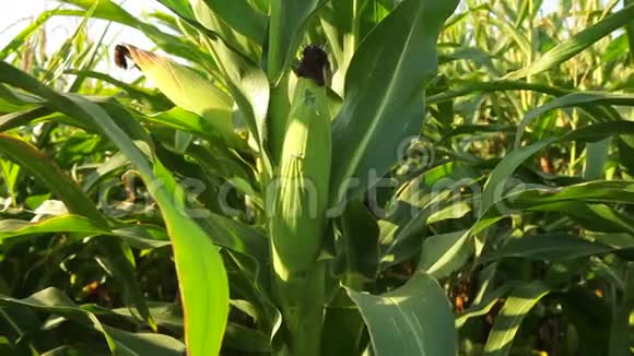 玉米种植在农田玉米视频的预览图