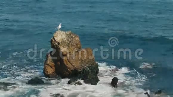 坐在岩石上的海鸥视频的预览图