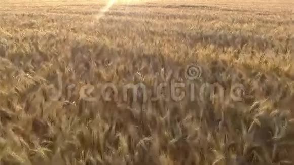 农业概念有成熟黑麦或小麦小穗的麦田视频的预览图
