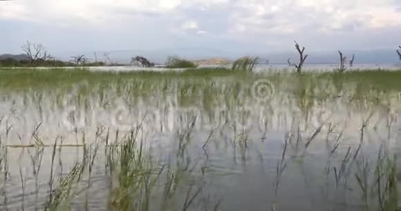 巴林戈湖景观肯尼亚实时视频的预览图