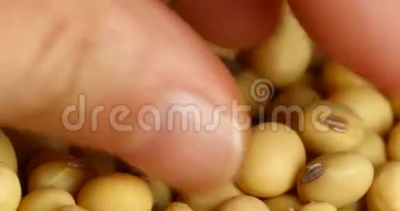手工采摘大豆种子食品原料美味菜肴大豆视频的预览图