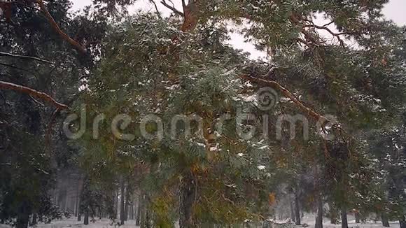 冬林雪落杉枝上风摇林中树视频的预览图