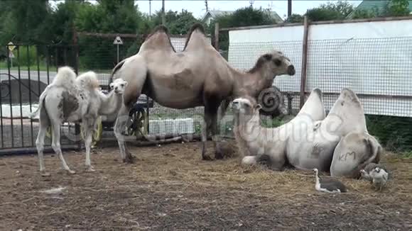 骆驼和栅栏后面的鸵鸟视频的预览图