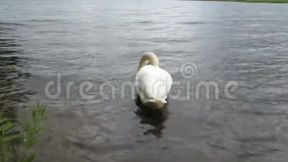 湖上白哑的天鹅视频的预览图