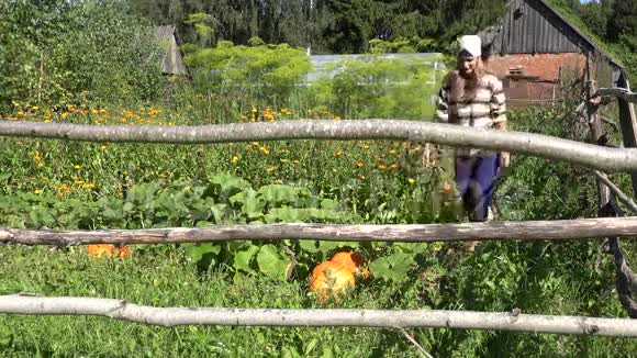 美丽的年轻农民妇女带着头巾选择南瓜蔬菜植物收割4K视频的预览图