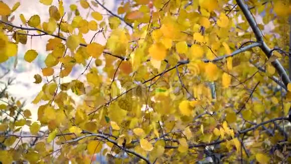 秋叶在秋林中的一棵树上摆动堕落美丽的黄秋树视频的预览图