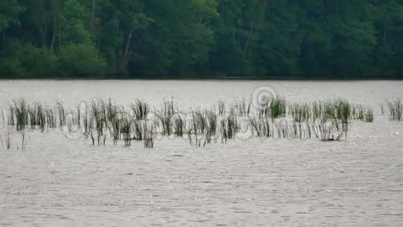 在鸟类保留区有一排绿色芦苇植物在风中摇摆和挥动深度小的湖在水中倒影视频的预览图