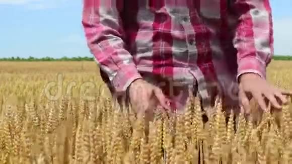 农民检查小麦是否准备收割视频的预览图