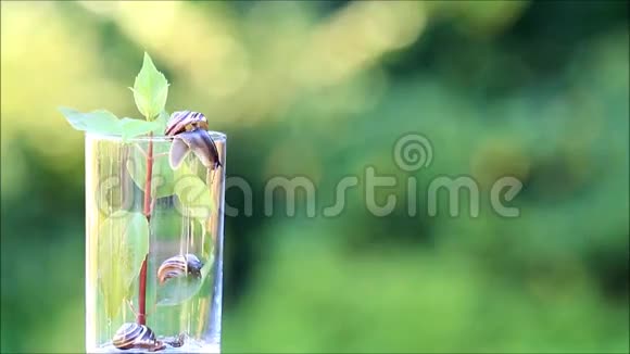蜗牛从玻璃容器中爬行视频的预览图