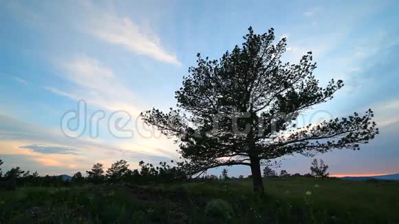 夏日夜空中的一棵树视频的预览图