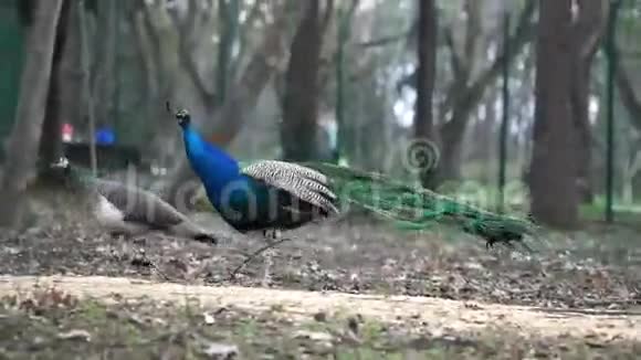 自然界中的孔雀视频的预览图