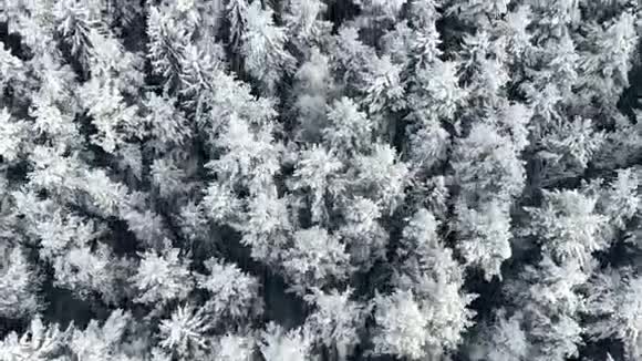 鸟瞰冬林雪树枝中看冬林冬季景观森林树木覆盖视频的预览图