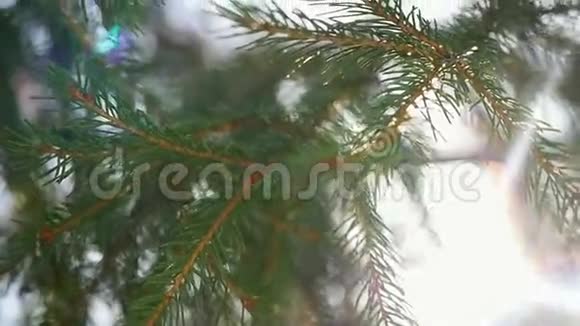 杉树枝在美丽的太阳上缓慢移动视频的预览图
